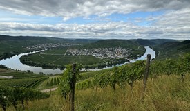 Die Moselschleife über Trittenheim. Links ist der Weinort Leiwen. Foto: HNeyses-Wimmer